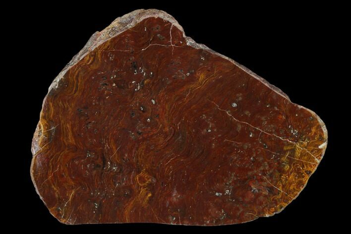 Polished Stromatolite Slab - Minnesota #150539